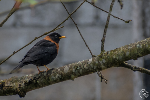 Rufous-collared Robin