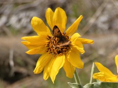 Drasteria ochracea