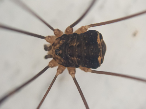 Aggregating Harvestman