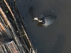 Fulica atra