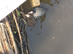 Fulica atra