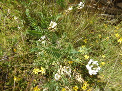 Astragalus garbancillo