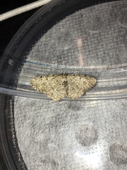 Aethalura intertexta