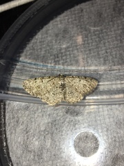 Aethalura intertexta