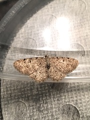 Aethalura intertexta