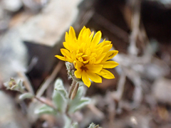 Lessingia tenuis