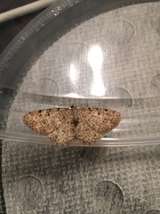 Aethalura intertexta