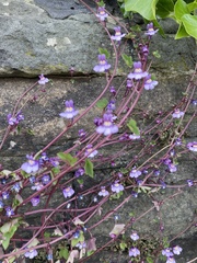 Cymbalaria muralis