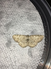 Aethalura intertexta