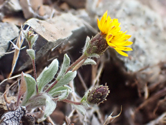 Lessingia tenuis