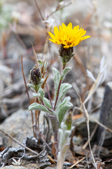 Lessingia tenuis