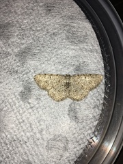 Aethalura intertexta