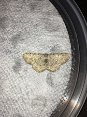 Aethalura intertexta