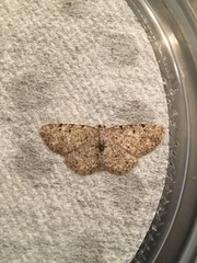 Aethalura intertexta