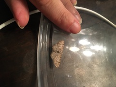 Aethalura intertexta