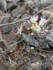 Allium diabolense