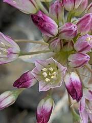 Allium diabolense
