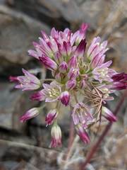Allium diabolense
