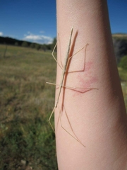 Parabacillus coloradus