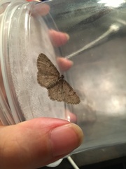 Aethalura intertexta