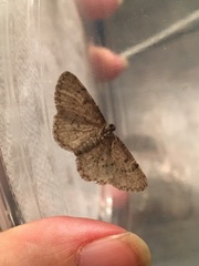 Aethalura intertexta