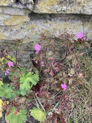 Geranium robertianum