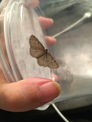 Aethalura intertexta