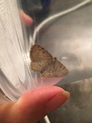 Aethalura intertexta