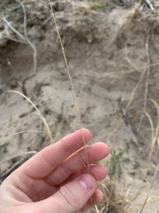 Sporobolus rigidus magnus