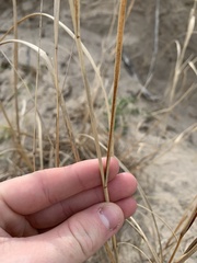 Sporobolus rigidus magnus