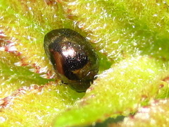 Oomorphoides