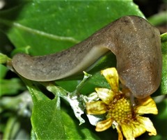 Laevicaulis natalensis natalensis