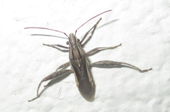 Tenosius proletarius