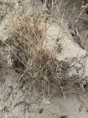 Sporobolus rigidus magnus