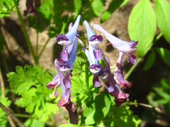 Corydalis incisa