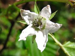 Rubus crataegifolius