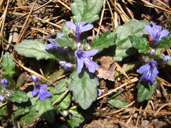 Ajuga decumbens