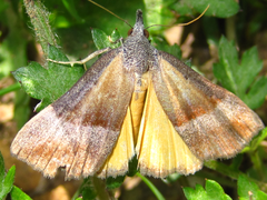 Hypena trigonalis
