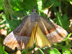 Hypena trigonalis