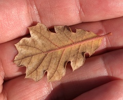 Quercus × ganderi