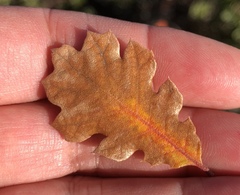 Quercus × ganderi