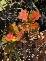 Quercus × ganderi