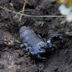 Cheloctonus crassimanus