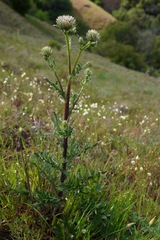 Cirsium remotifolium