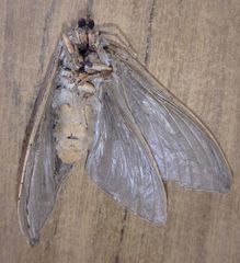 Abantiades tembyi