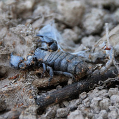 Cheloctonus crassimanus