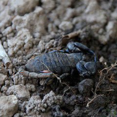 Cheloctonus crassimanus