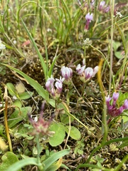 Trifolium willdenovii