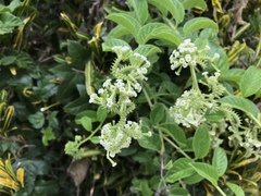 Heliotropium sarmentosum