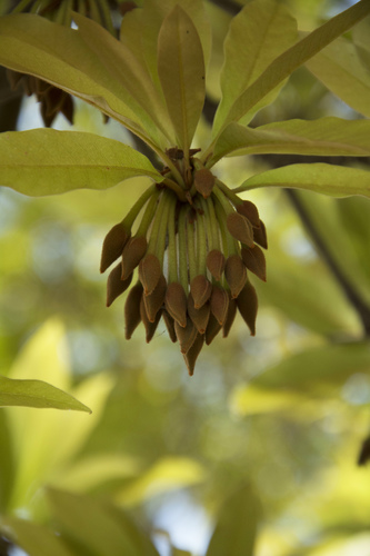 Madhuca longifolia var. longifolia